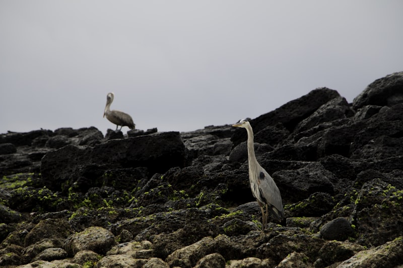 Ekwador - Galapagos - zdjęcie 3