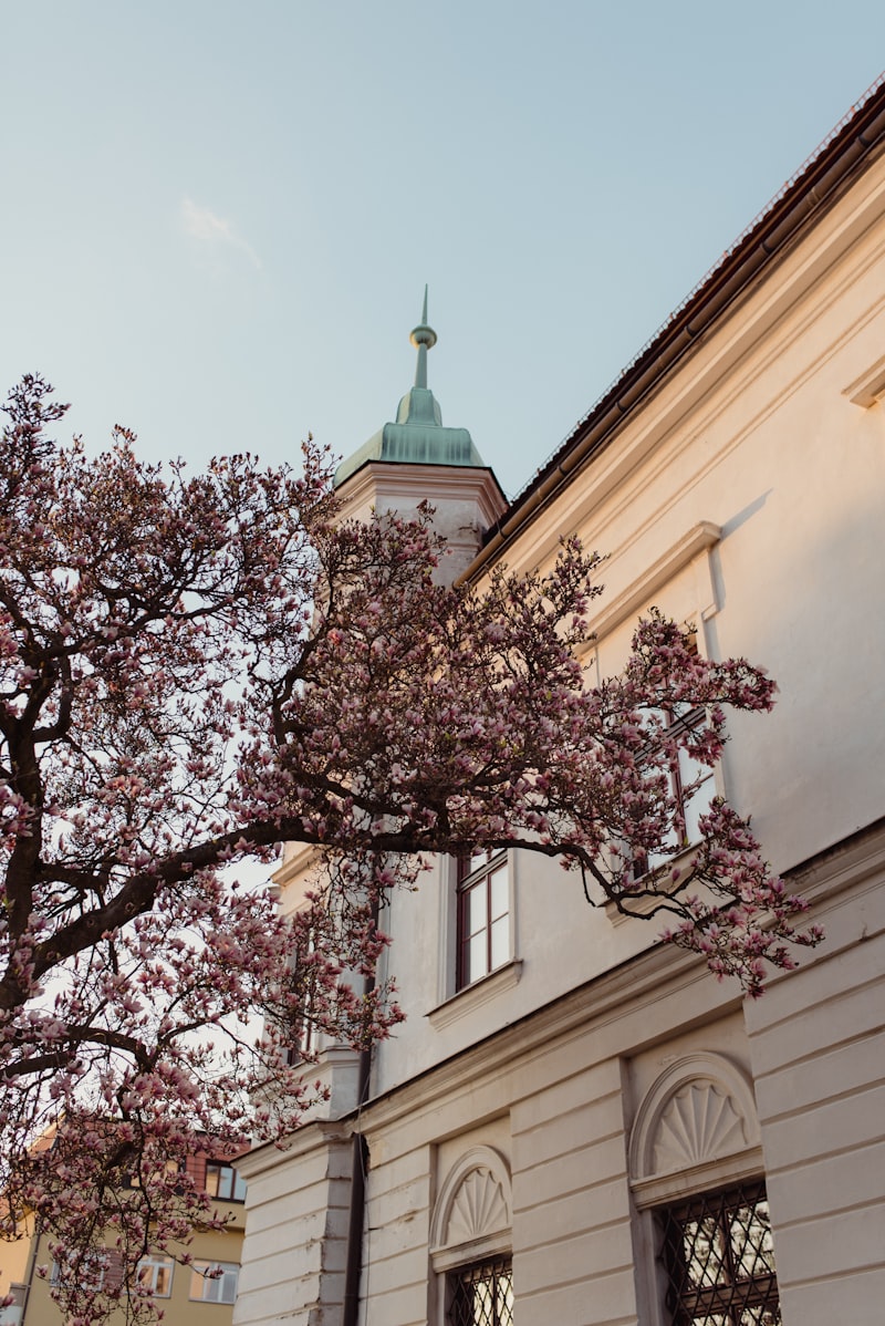 Festiwal Kwitnących Migdałowców - zdjęcie 6