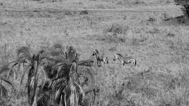 Kenia - Safari - zdjęcie 3
