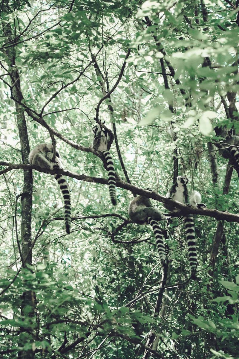Madagaskar - Wyspa Lemurów - zdjęcie 2
