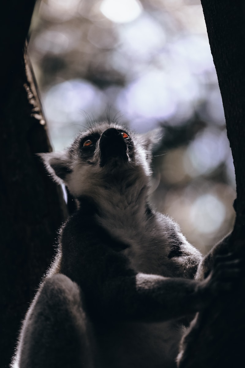 Madagaskar - Wyspa Lemurów - zdjęcie 3