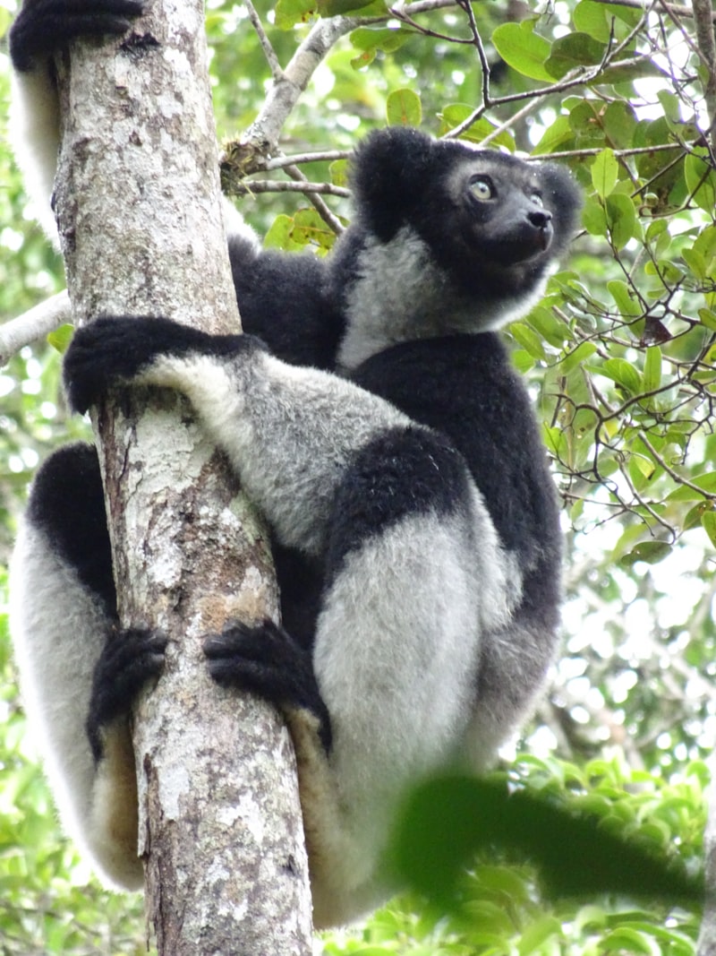 Madagaskar - Wyspa Lemurów - zdjęcie 4