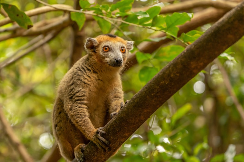 Madagaskar - Wyspa Lemurów - zdjęcie 5