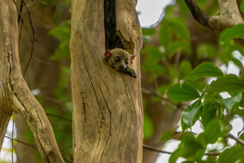Madagaskar - Wyspa Lemurów - zdjęcie 6