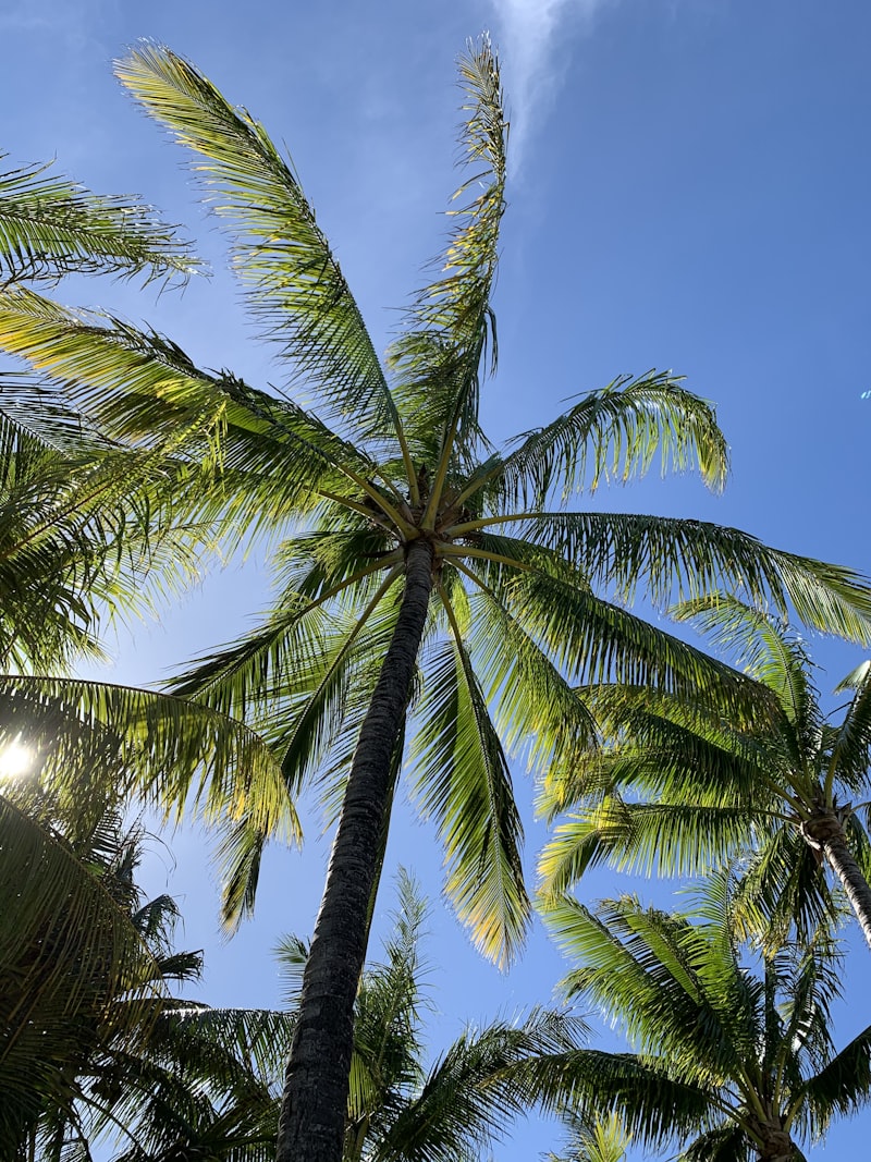 Mauritius - Tropikalna Perła - zdjęcie 6