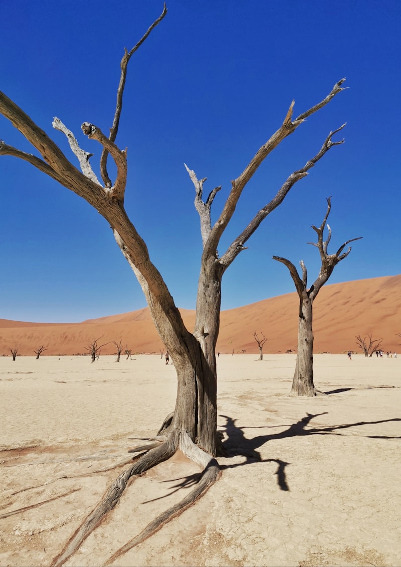 Namibia - Pustynie i Przyroda - zdjęcie 2
