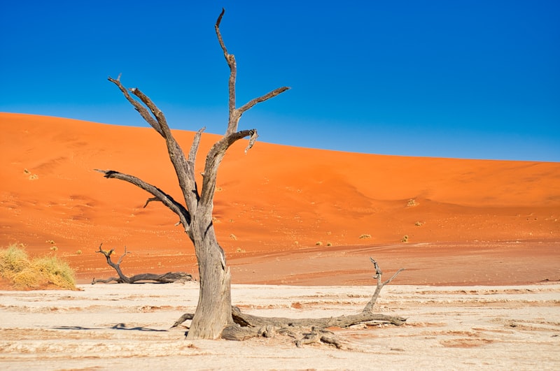 Namibia - Pustynie i Przyroda - zdjęcie 3
