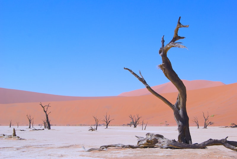 Namibia - Pustynie i Przyroda - zdjęcie 4