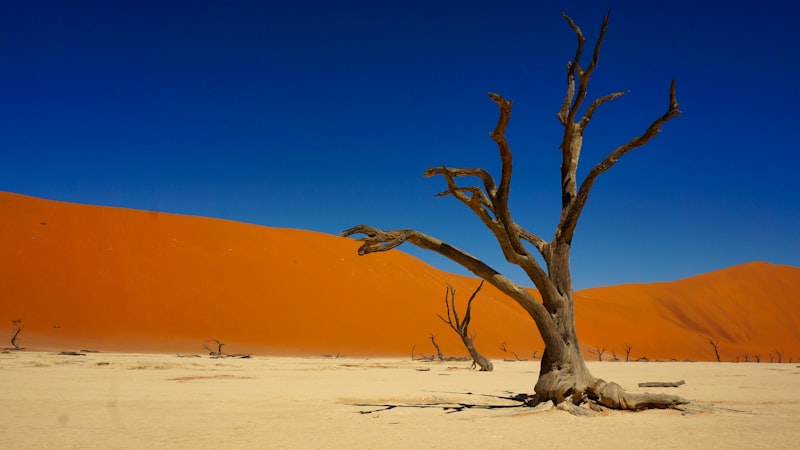 Namibia - Pustynie i Przyroda - zdjęcie 5
