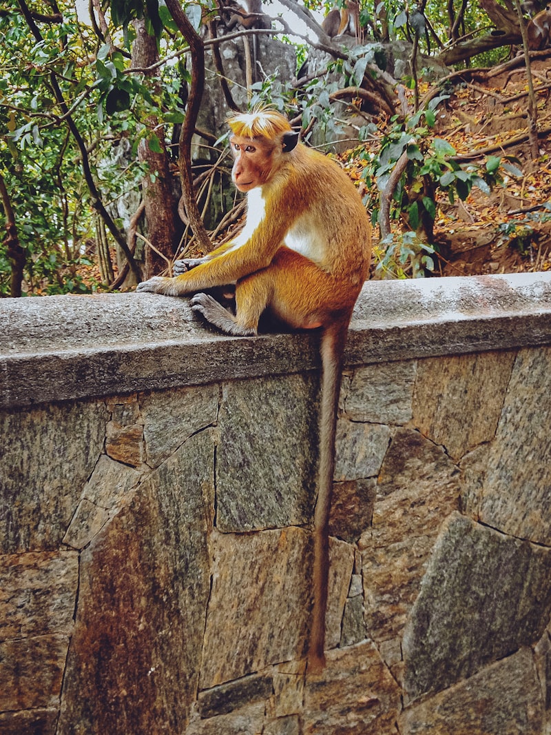 Sri Lanka - Perła Oceanu - zdjęcie 6