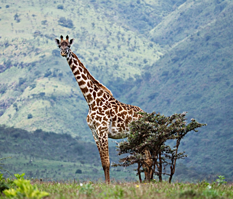 Tanzania - Safari i Zanzibar - zdjęcie 2