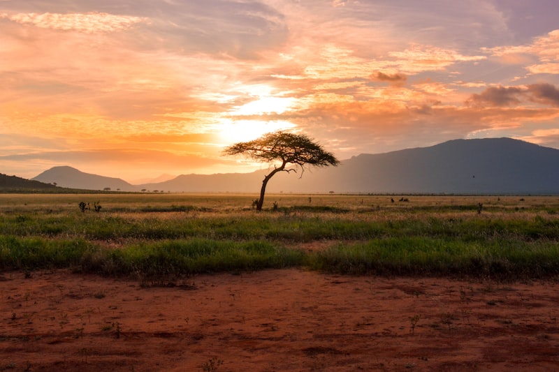 Kenia - Safari